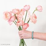 cloni success grand pastel ranunculus