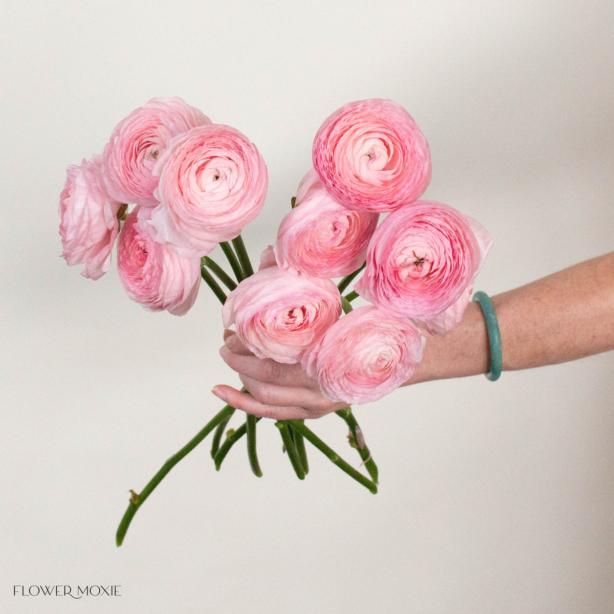 Pink Italian Ranunculus Flower