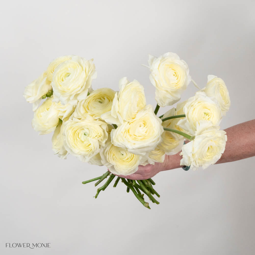 Vanilla Italian Ranunculus Flower
