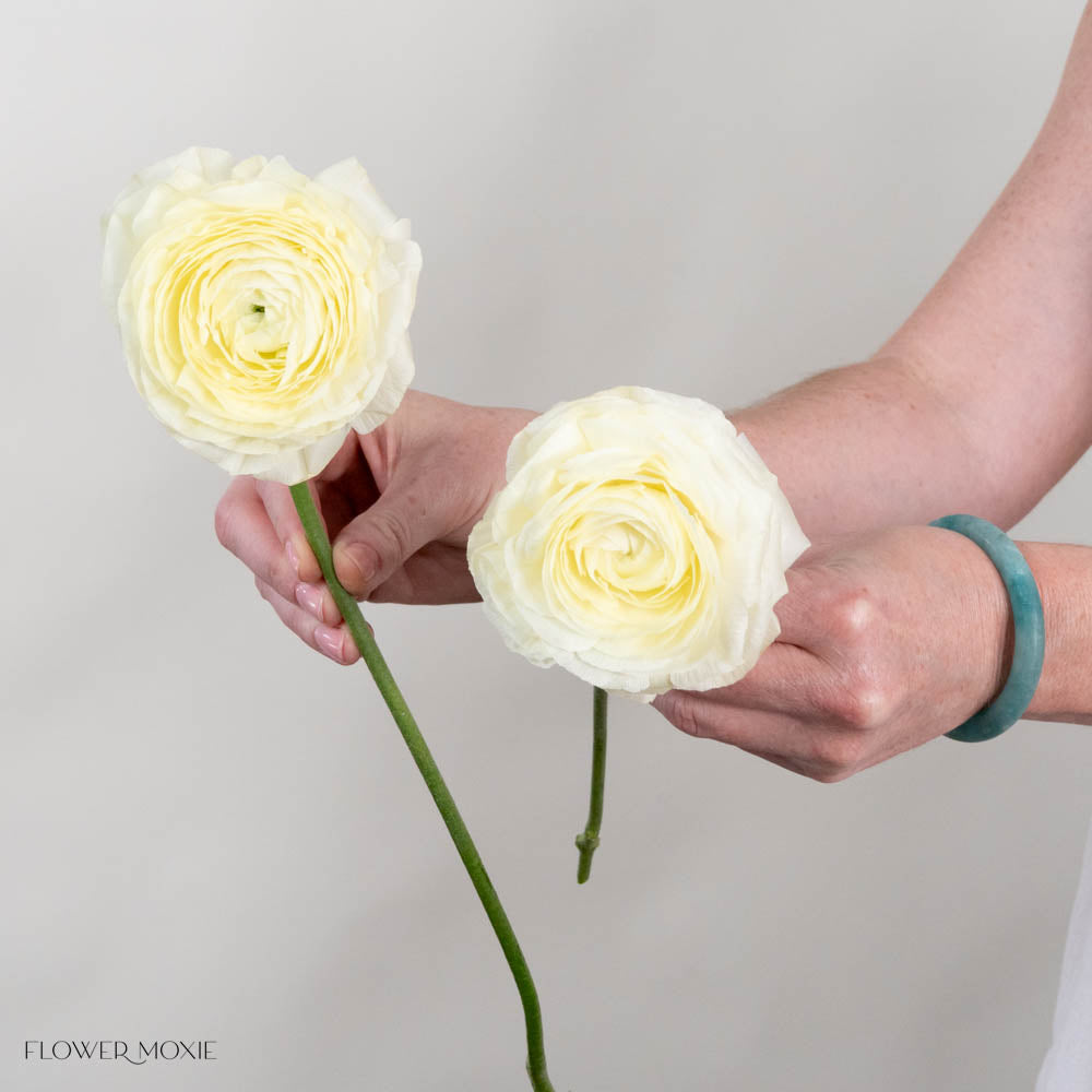 Vanilla Italian Ranunculus Flower
