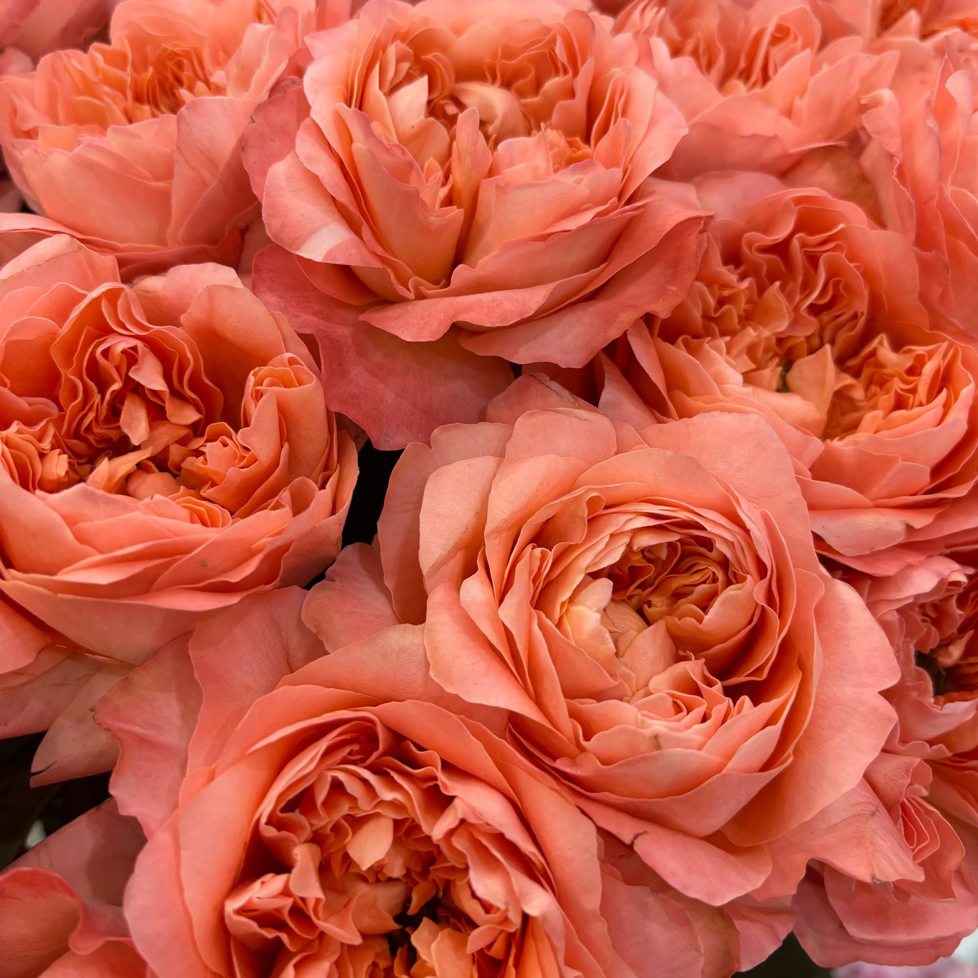 coral garden roses