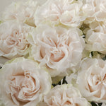 Cotton Xpression Rose Flower