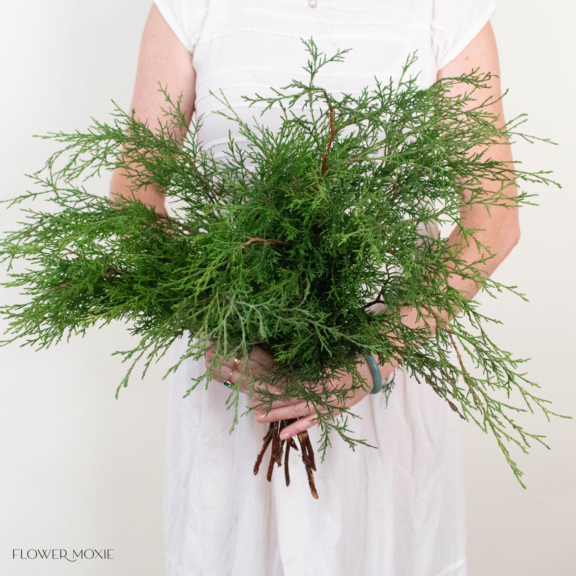 Cypress Greenery
