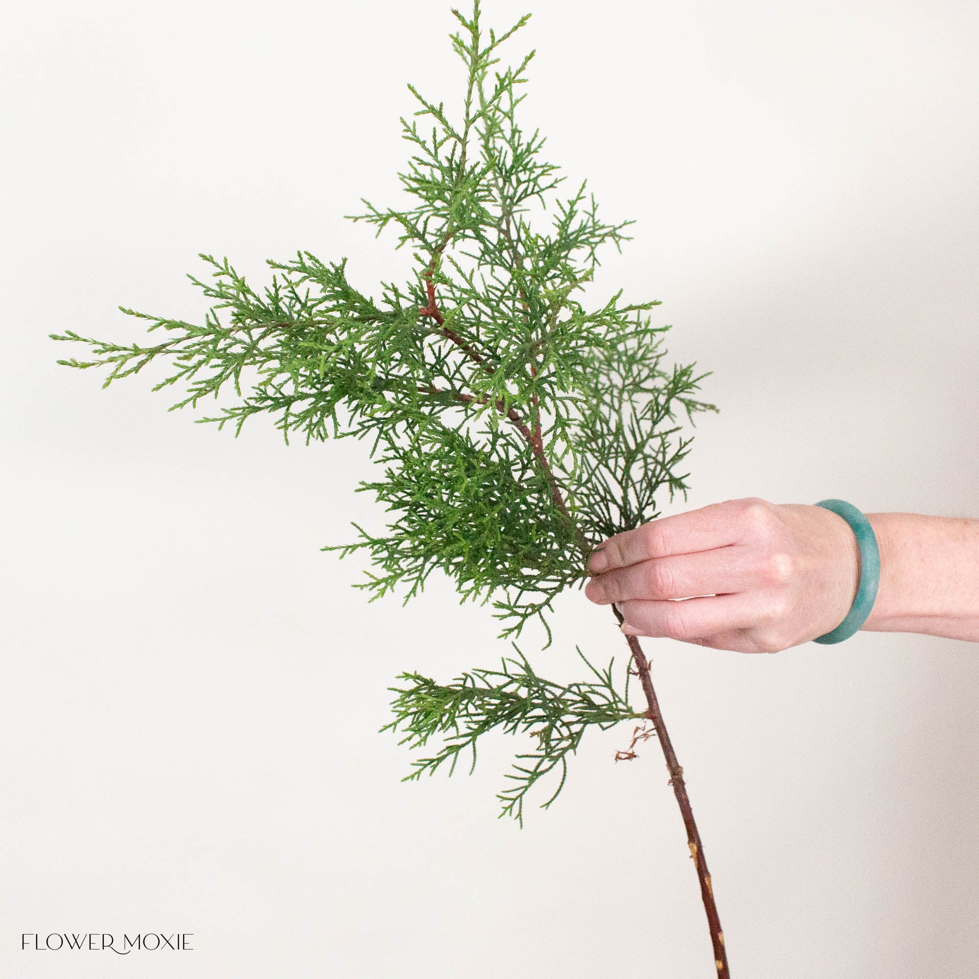 Cypress Greenery
