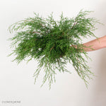 Cypress Greenery
