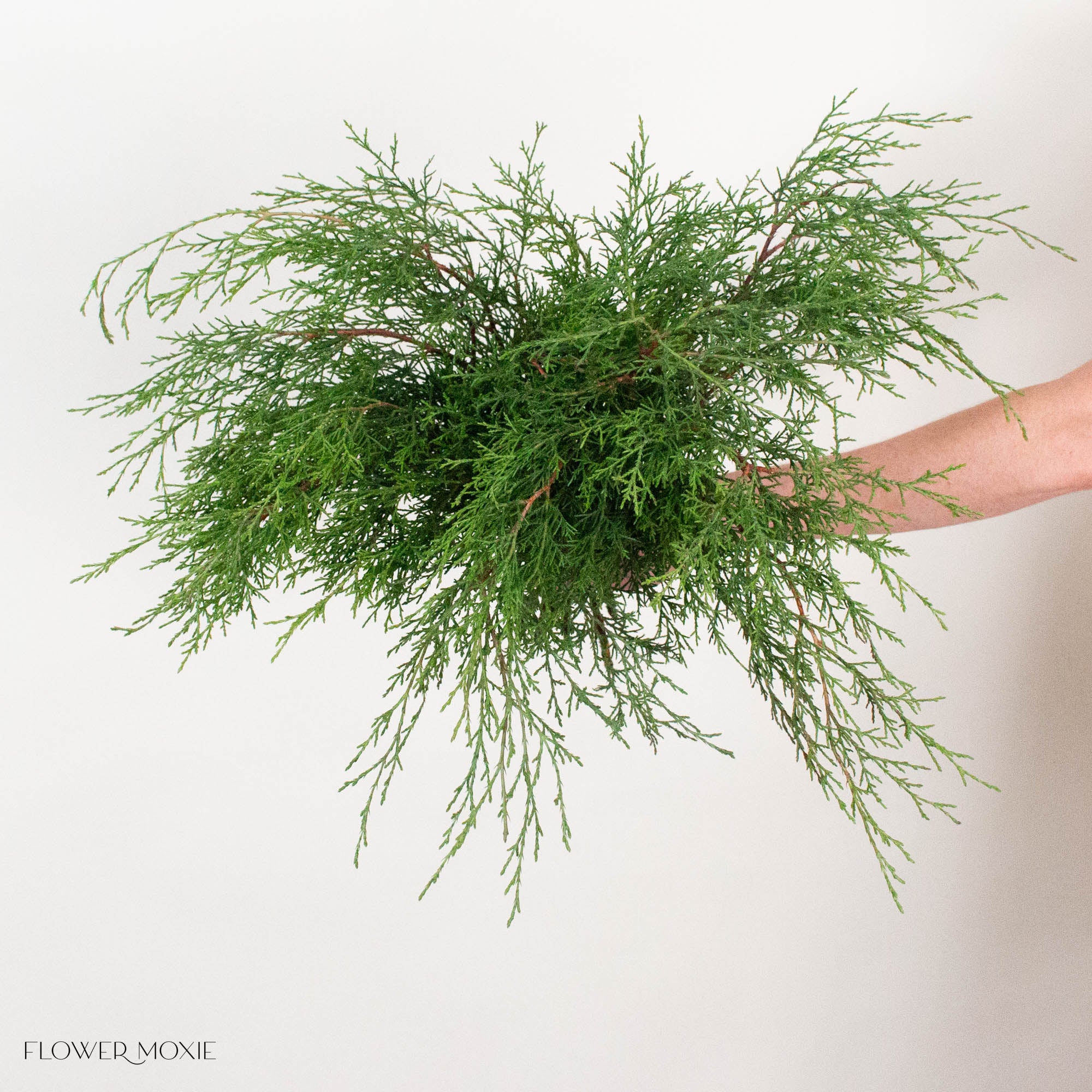 Cypress Greenery
