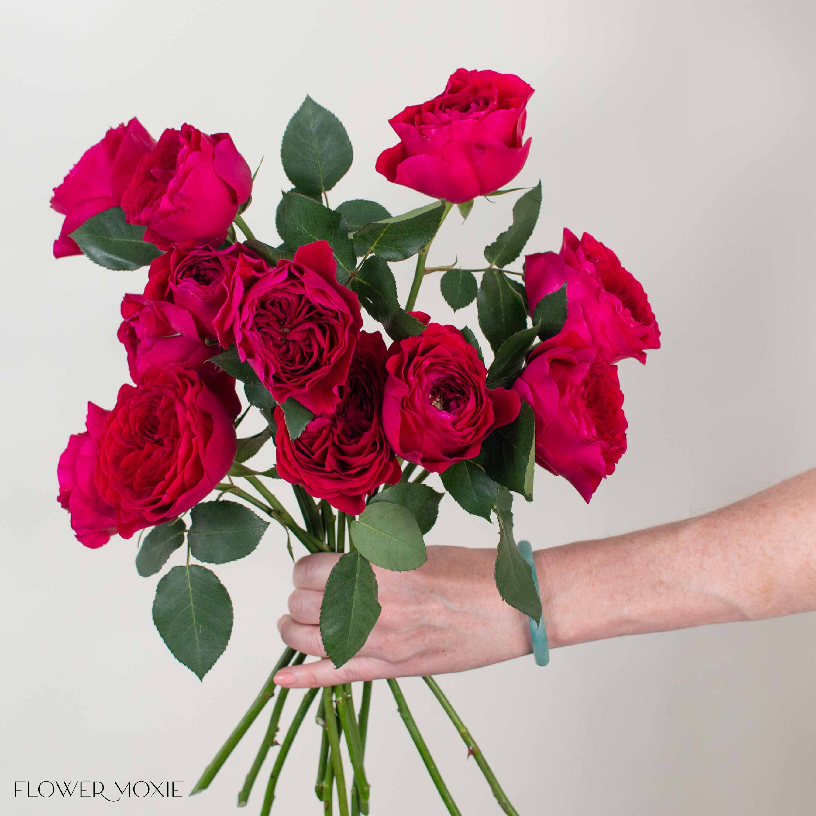 Raspberry Red Darcey David Austin Garden Rose
