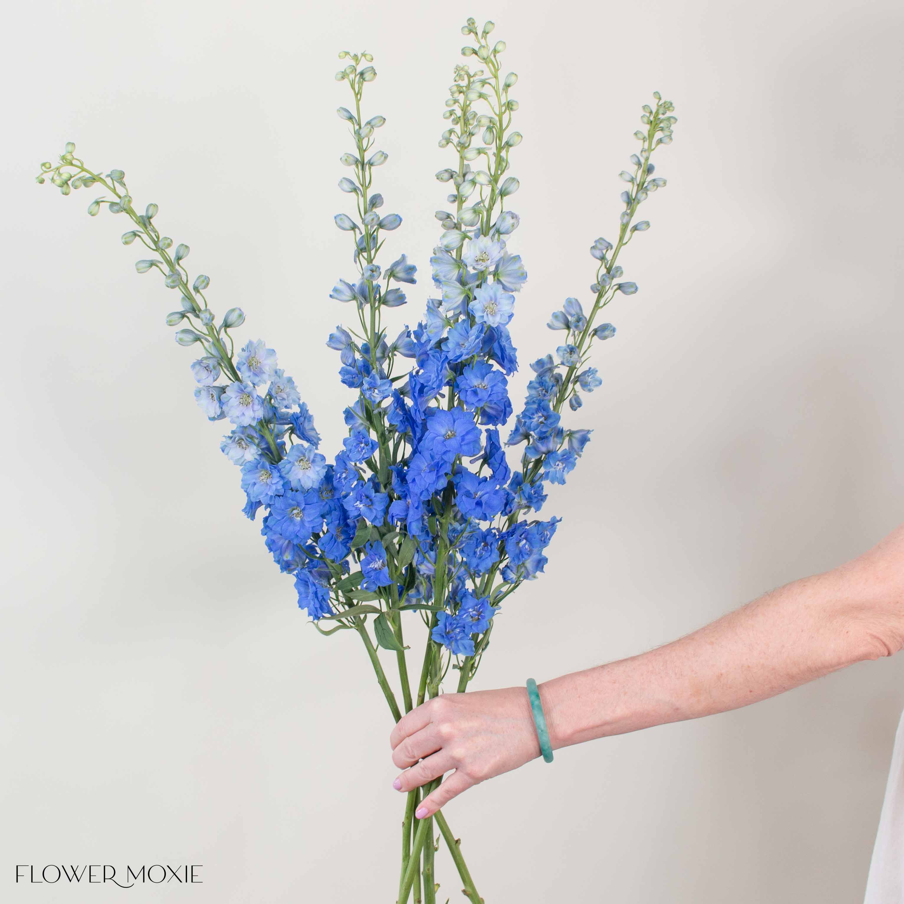 Giant Dark Blue Hybrid Delphinium Flower