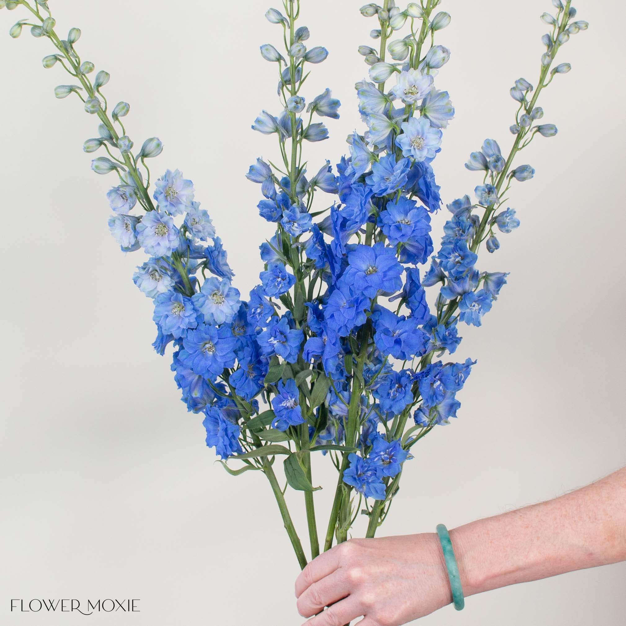 Giant Dark Blue Hybrid Delphinium Flower