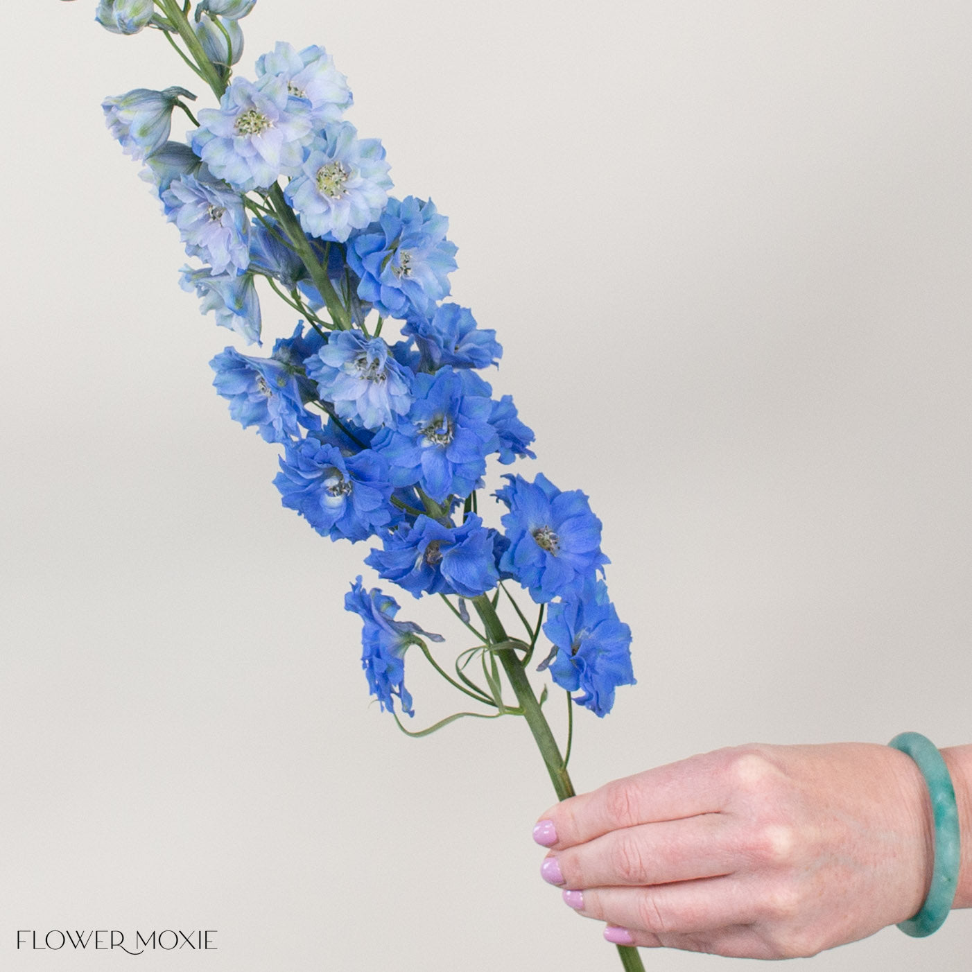 Giant Dark Blue Hybrid Delphinium Flower