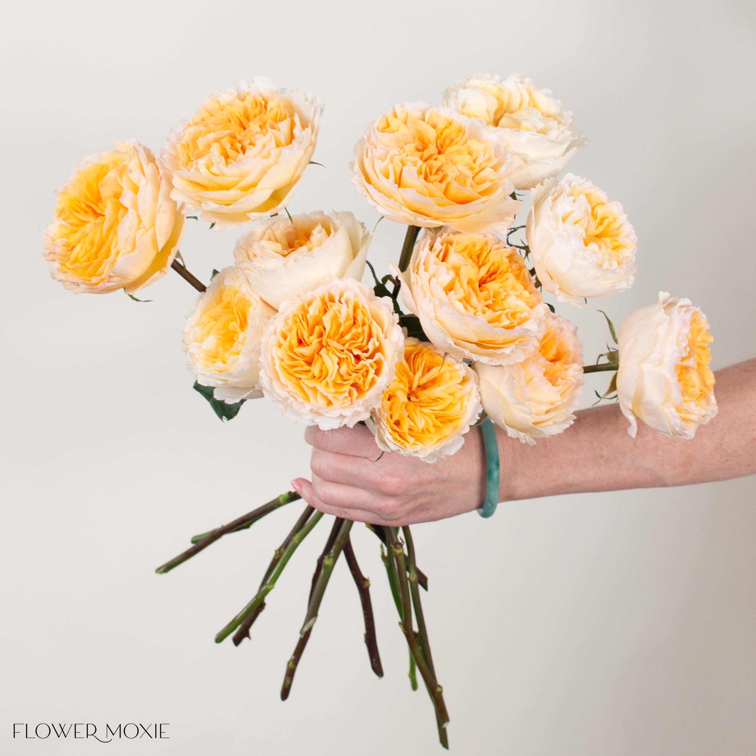 Warm Yellow Beatrice David Austin Garden Rose
