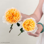 Warm Yellow Beatrice David Austin Garden Rose
