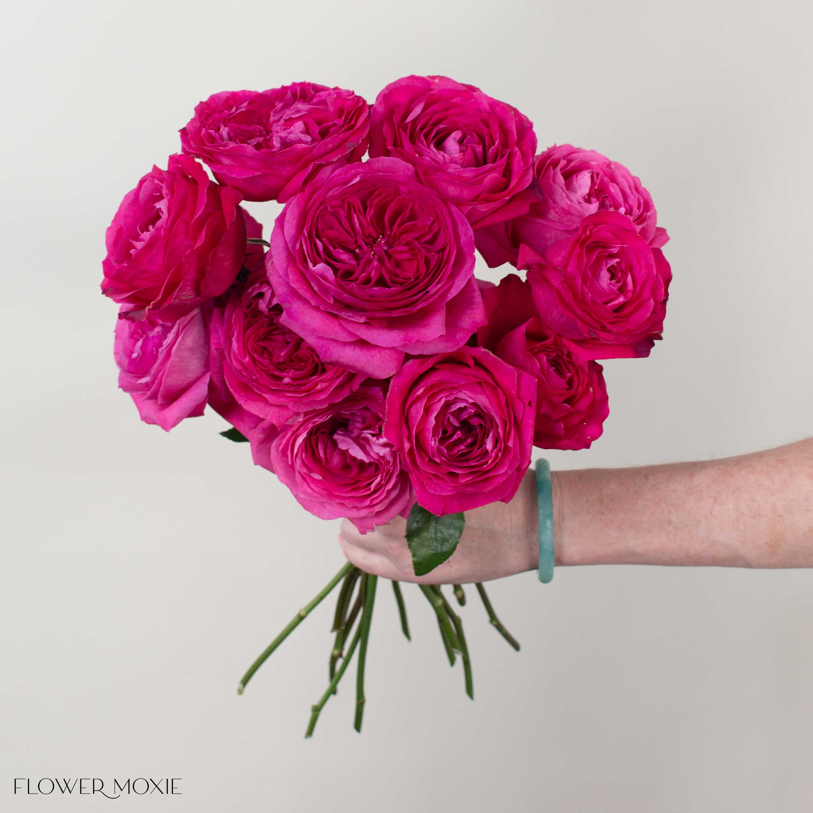 Deep Pink Capability David Austin Garden Rose