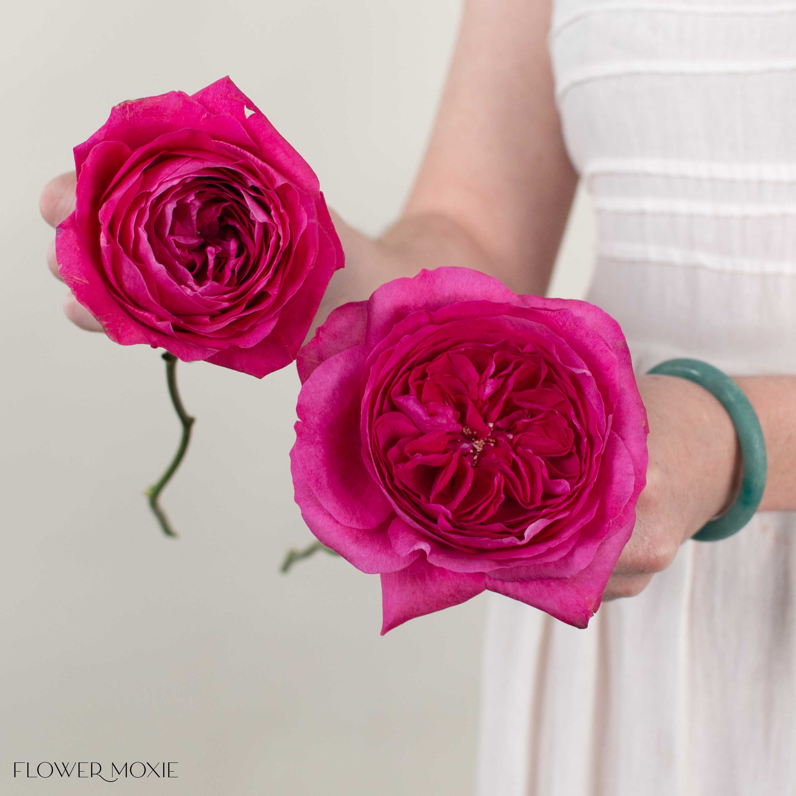 Deep Pink Capability David Austin Garden Rose | DIY Wedding