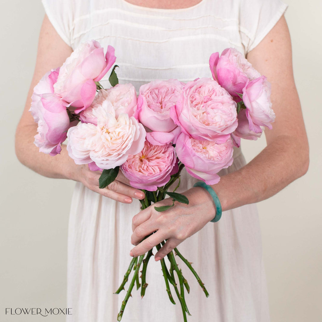 Pale Pink Keira David Austin Garden Rose | DIY Wedding Flowers | Flower Moxie 72 Stems