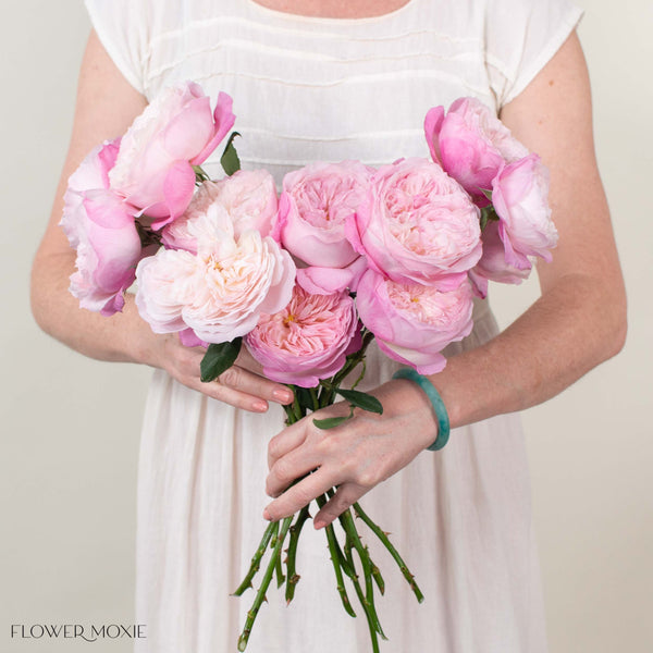 DavidAustinConstanceGardenRose