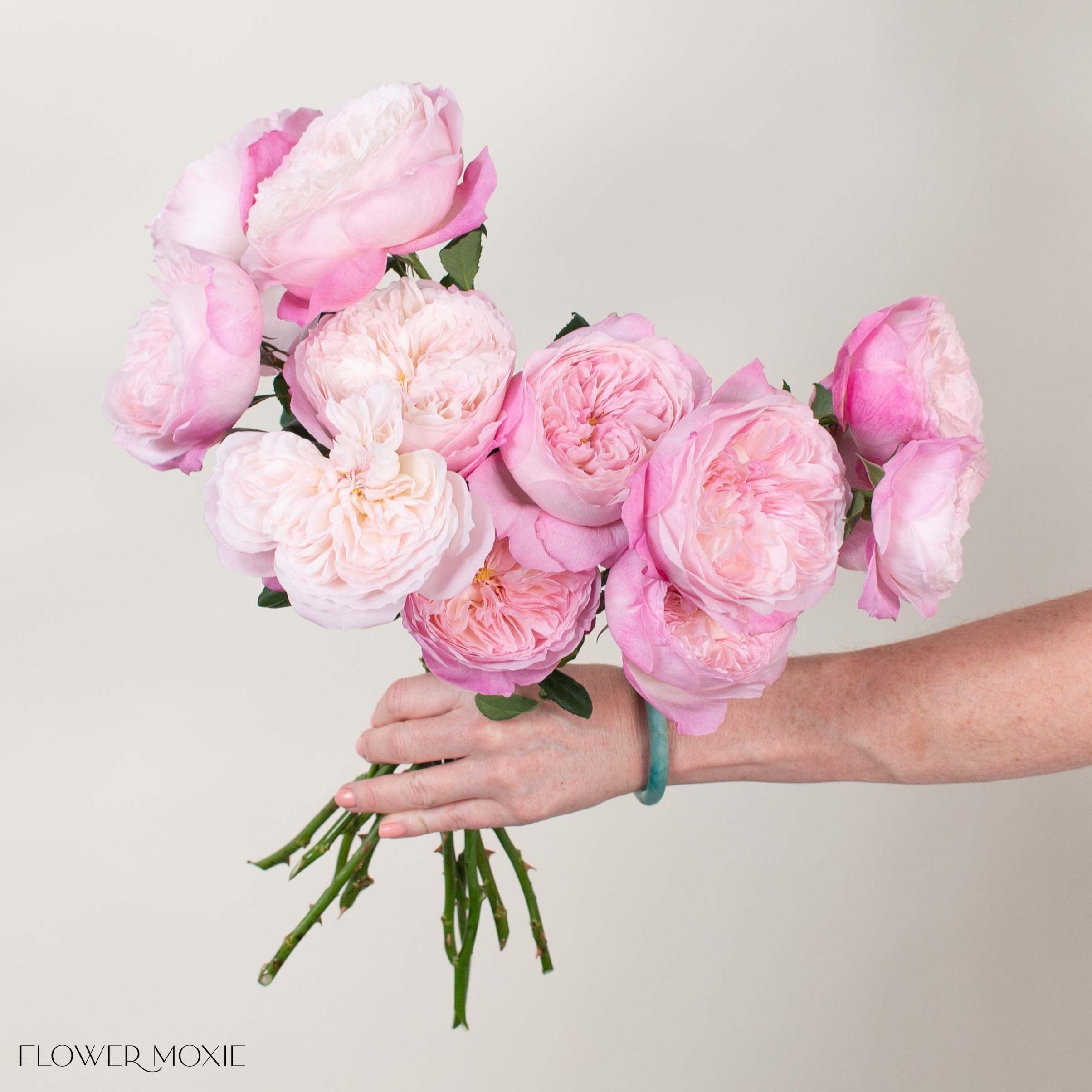 Soft Pink Constance David Austin Garden Rose
