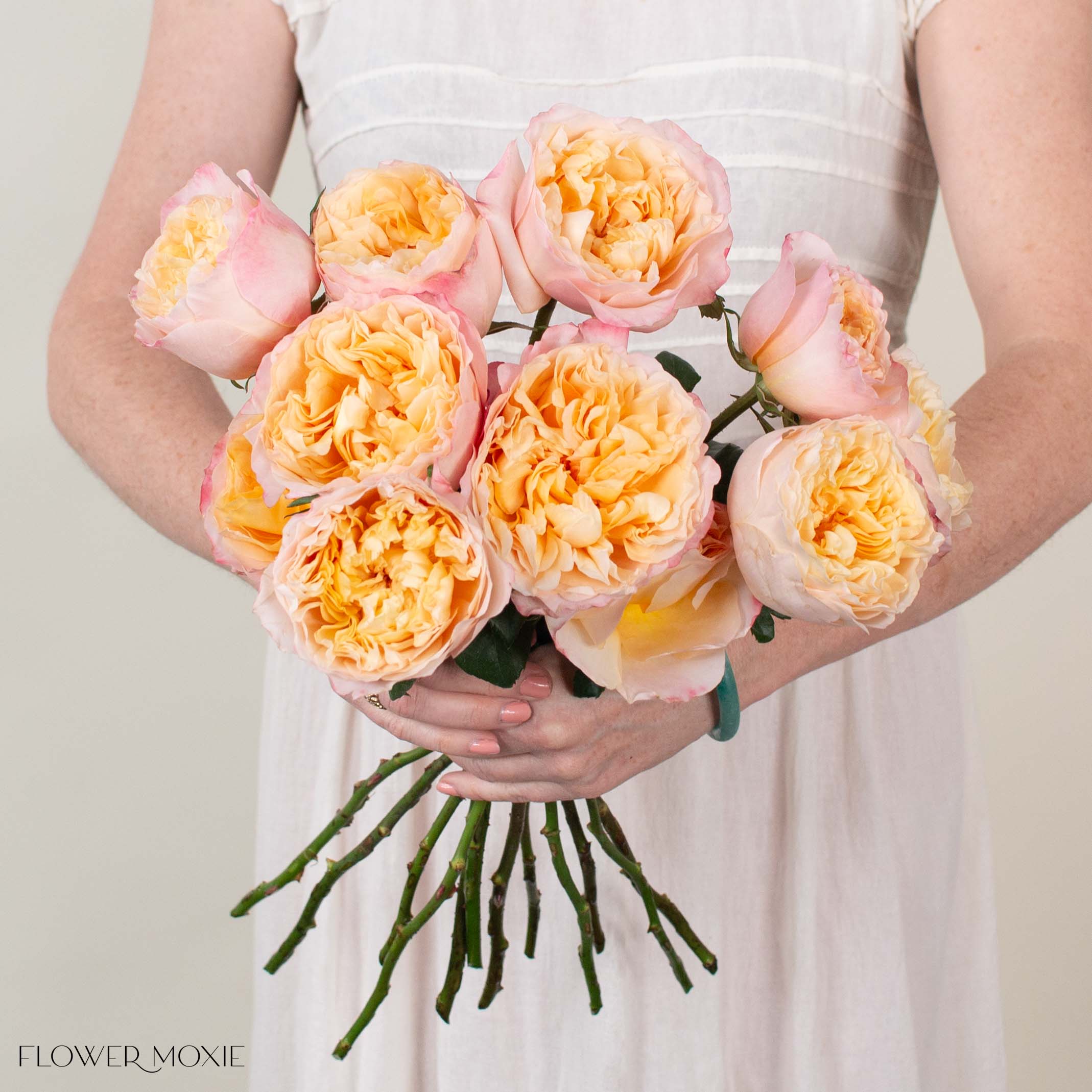 Peachy Pink Edith David Austin Garden Rose
