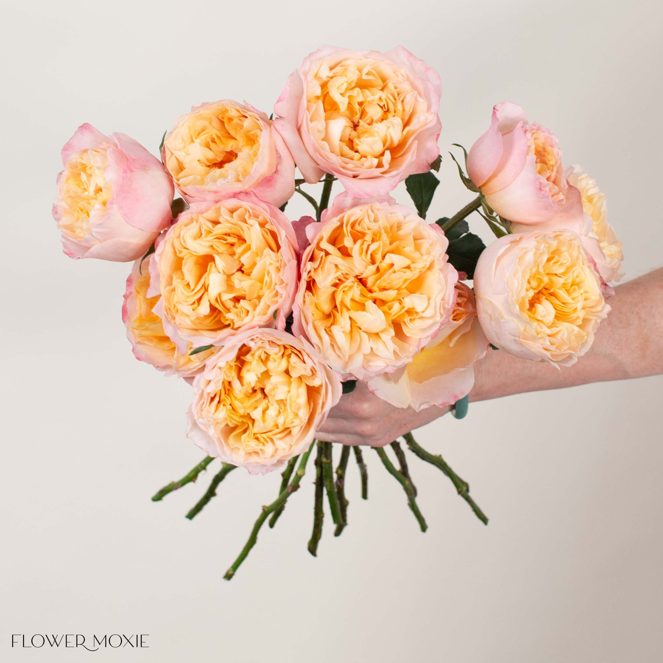 Peachy Pink Edith David Austin Garden Rose
