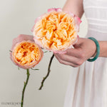 Peachy Pink Edith David Austin Garden Rose
