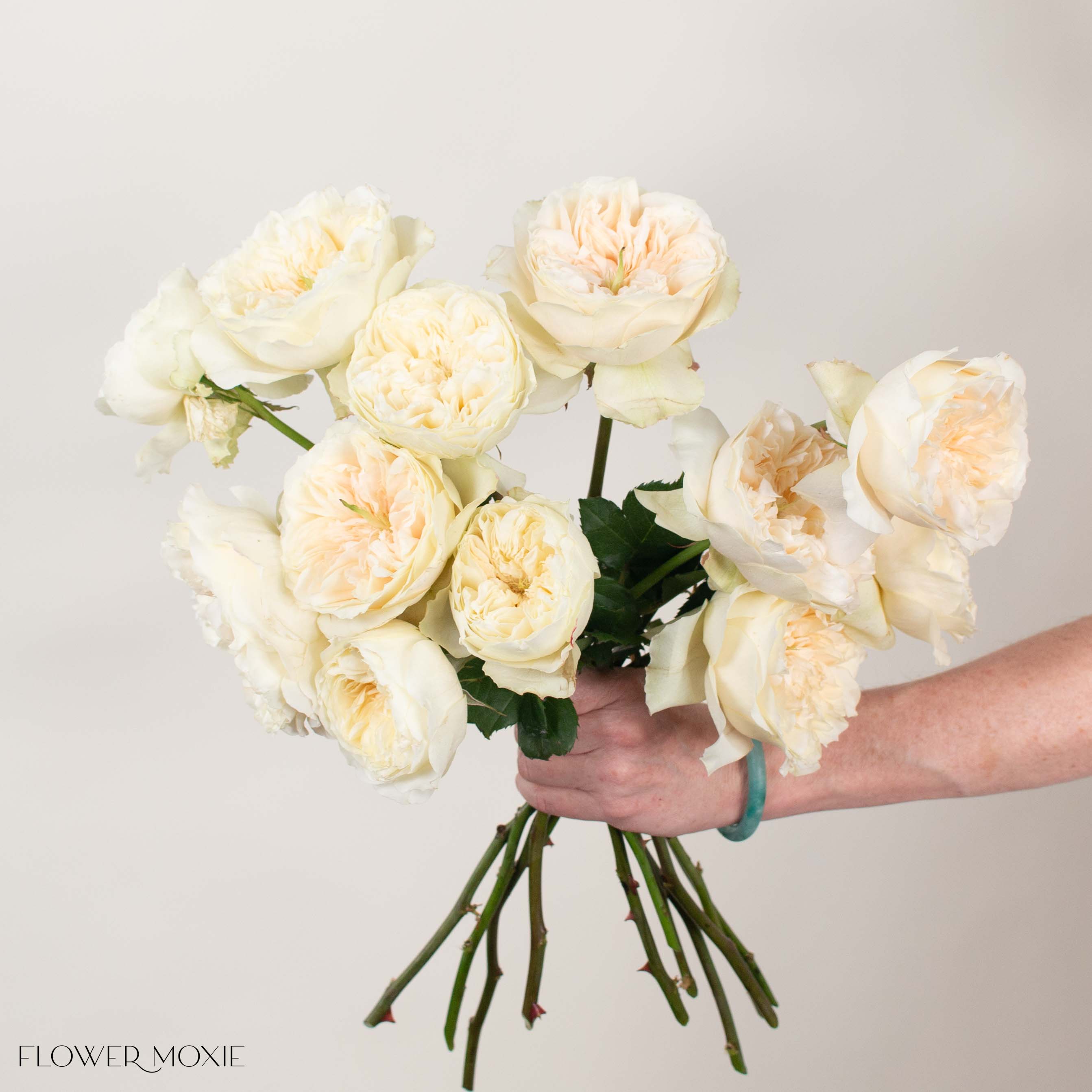 Cream Enid David Austin Garden Rose
