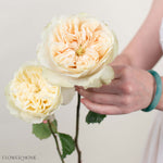 Cream Enid David Austin Garden Rose
