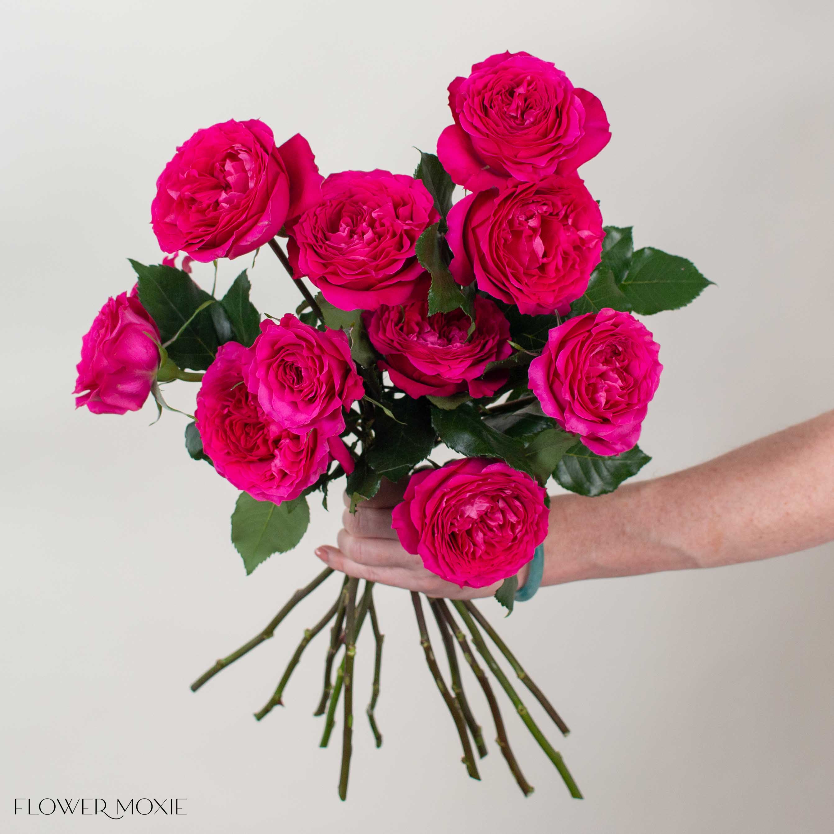 Deep Pink Hettie David Austin Garden Rose