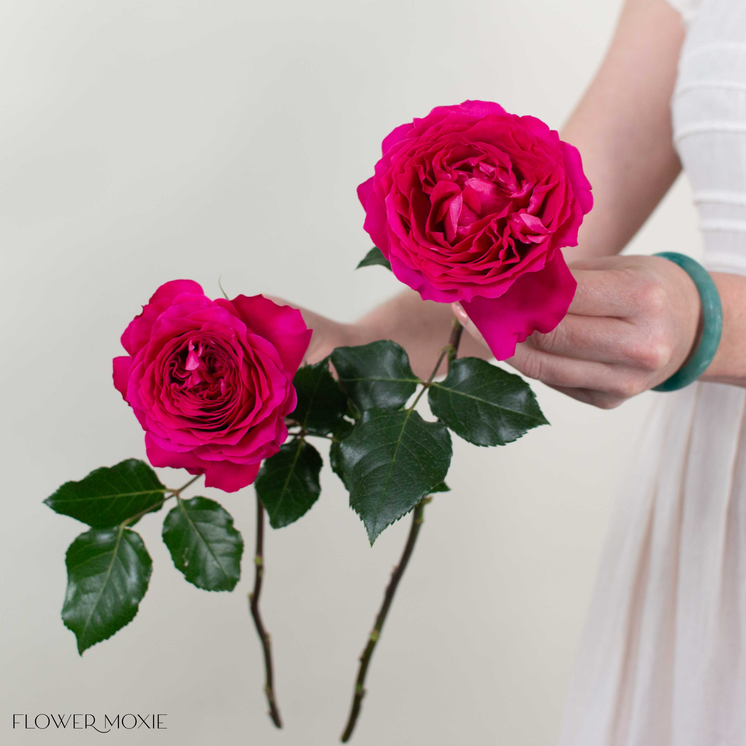 Deep Pink Hettie David Austin Garden Rose | DIY Wedding Flowers