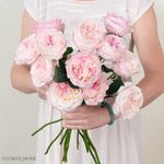 Pale Pink Keira David Austin Garden Rose
