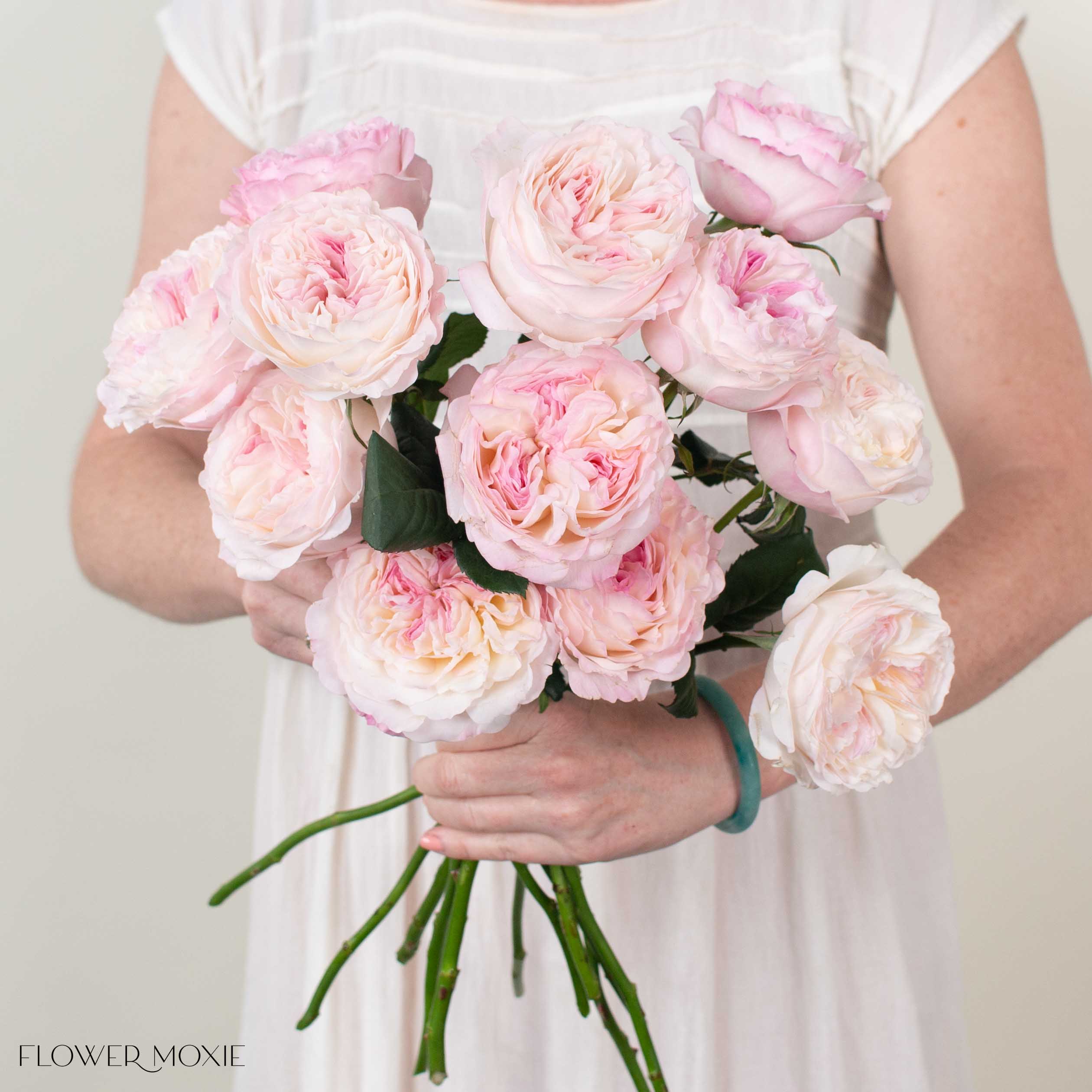 Pale Pink Keira David Austin Garden Rose
