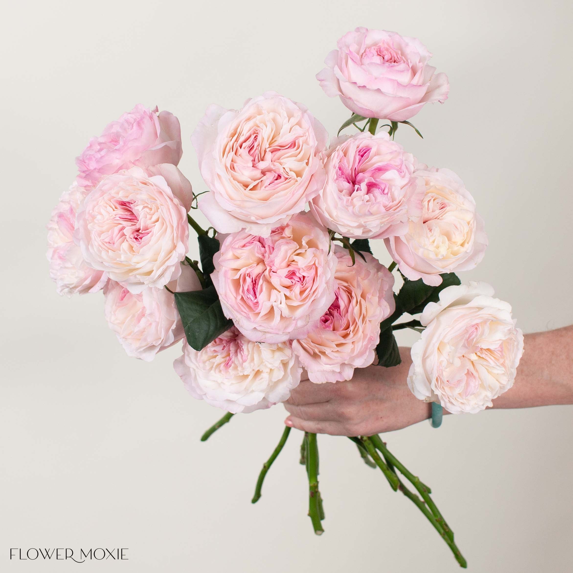 Pale Pink Keira David Austin Garden Rose - Thumbnail 3