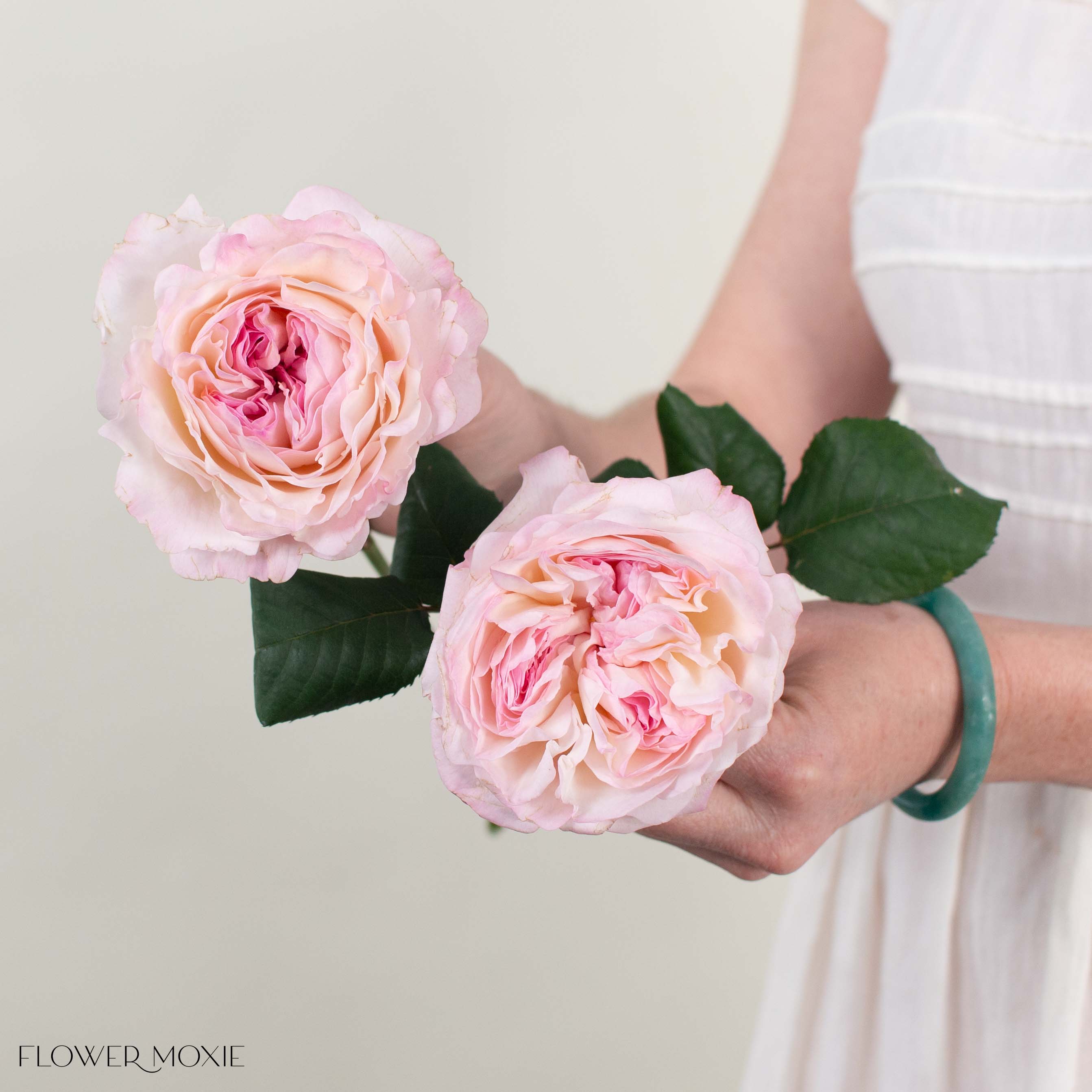 Pale Pink Keira David Austin Garden Rose - Thumbnail 2