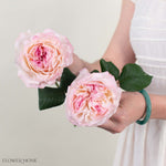 Pale Pink Keira David Austin Garden Rose
