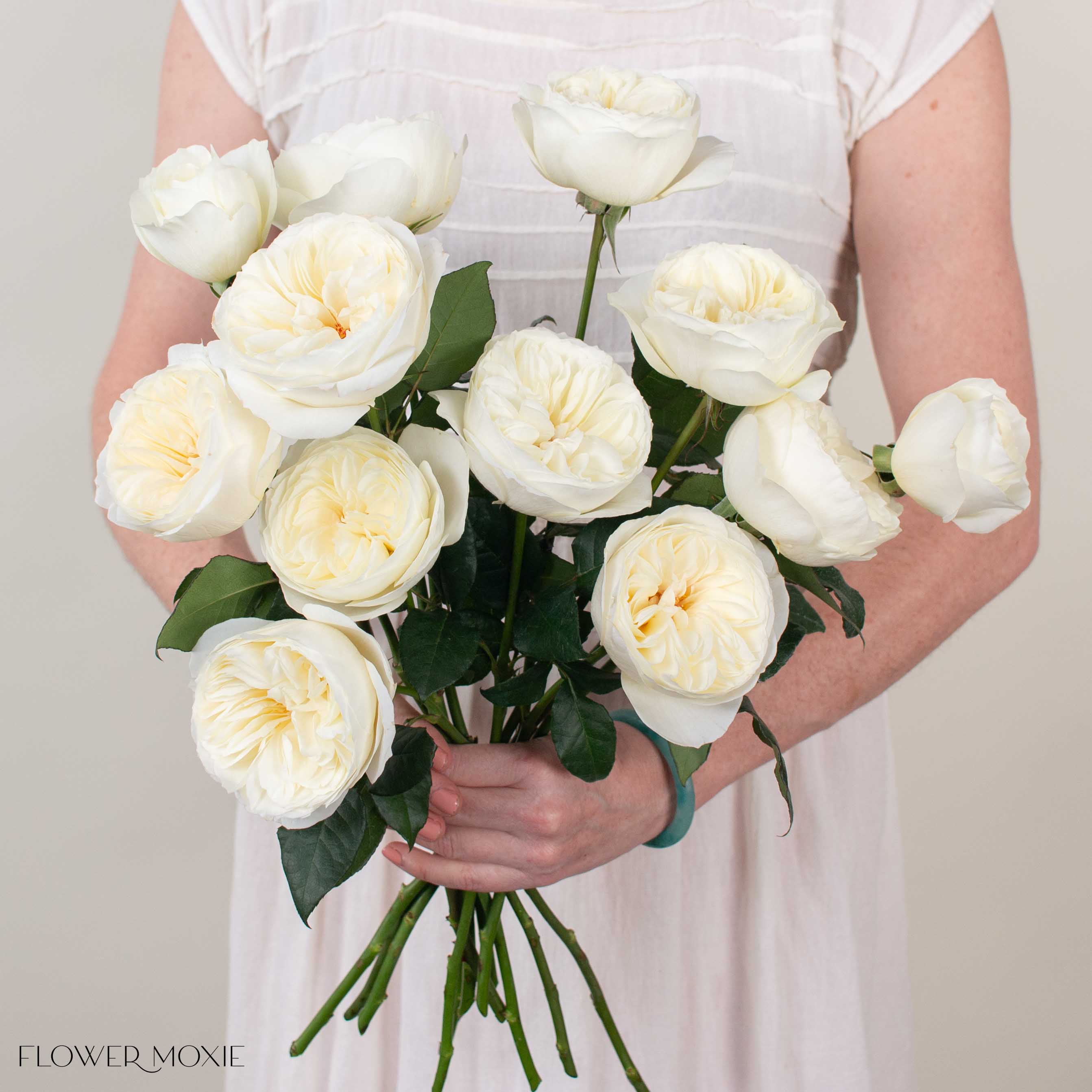 Cream Leonora David Austin Garden Rose
