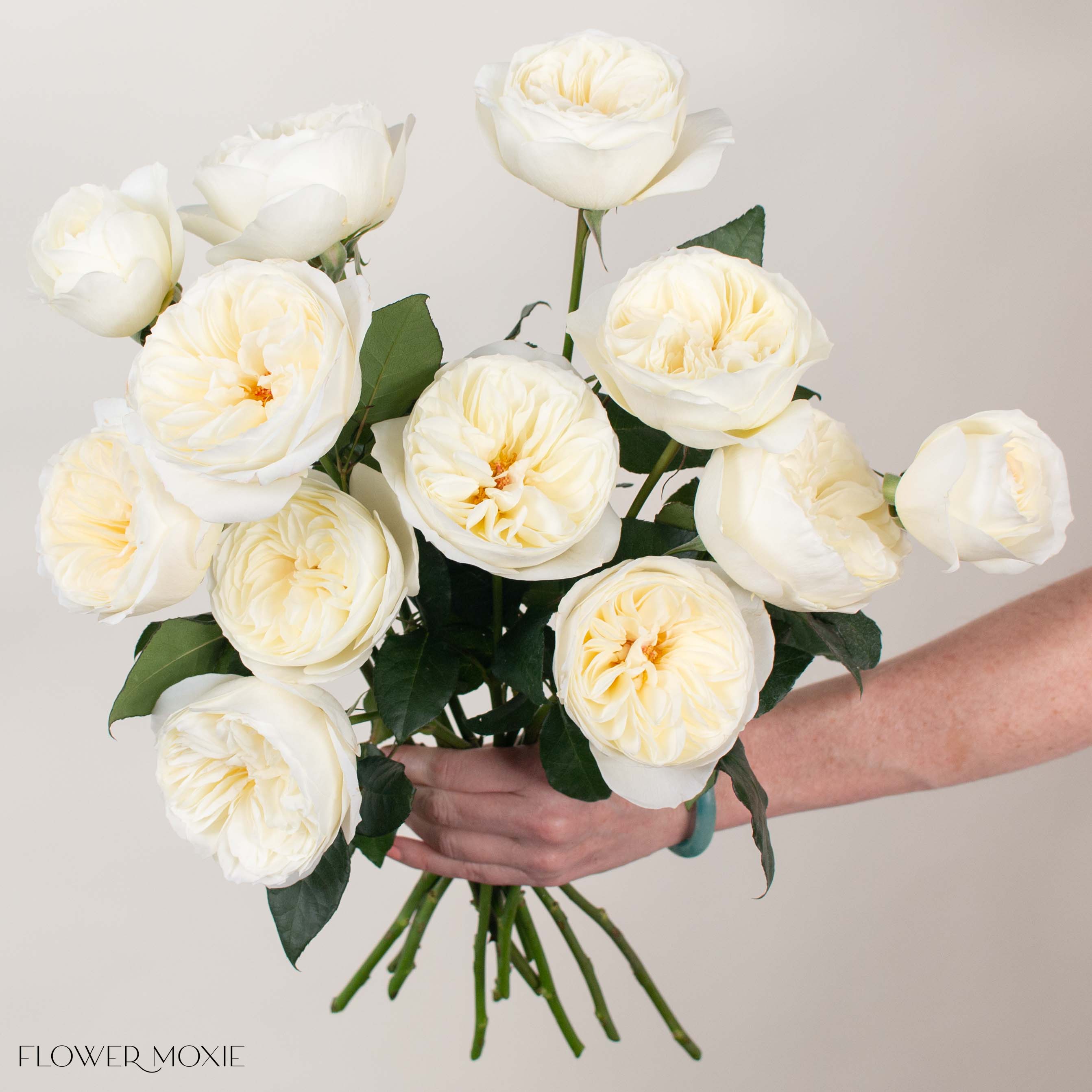 Cream Leonora David Austin Garden Rose
