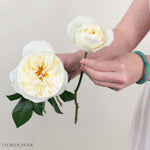 Cream Leonora David Austin Garden Rose
