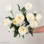 Cream Leonora David Austin Garden Rose
