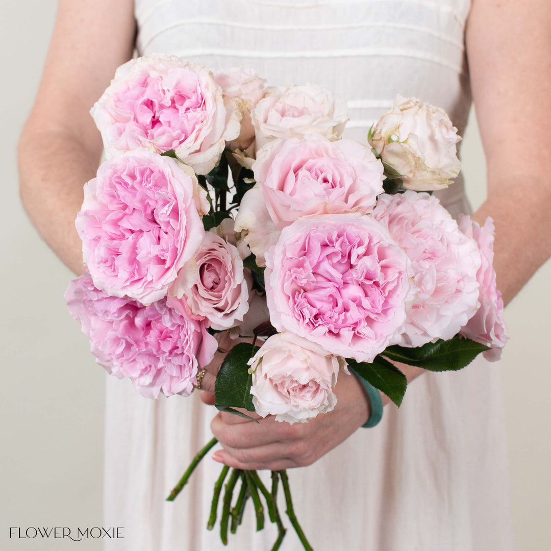 Pale Pink Keira David Austin Garden Rose | DIY Wedding Flowers | Flower Moxie 12 Stems