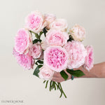 Soft Pink Miranda David Austin Garden Rose