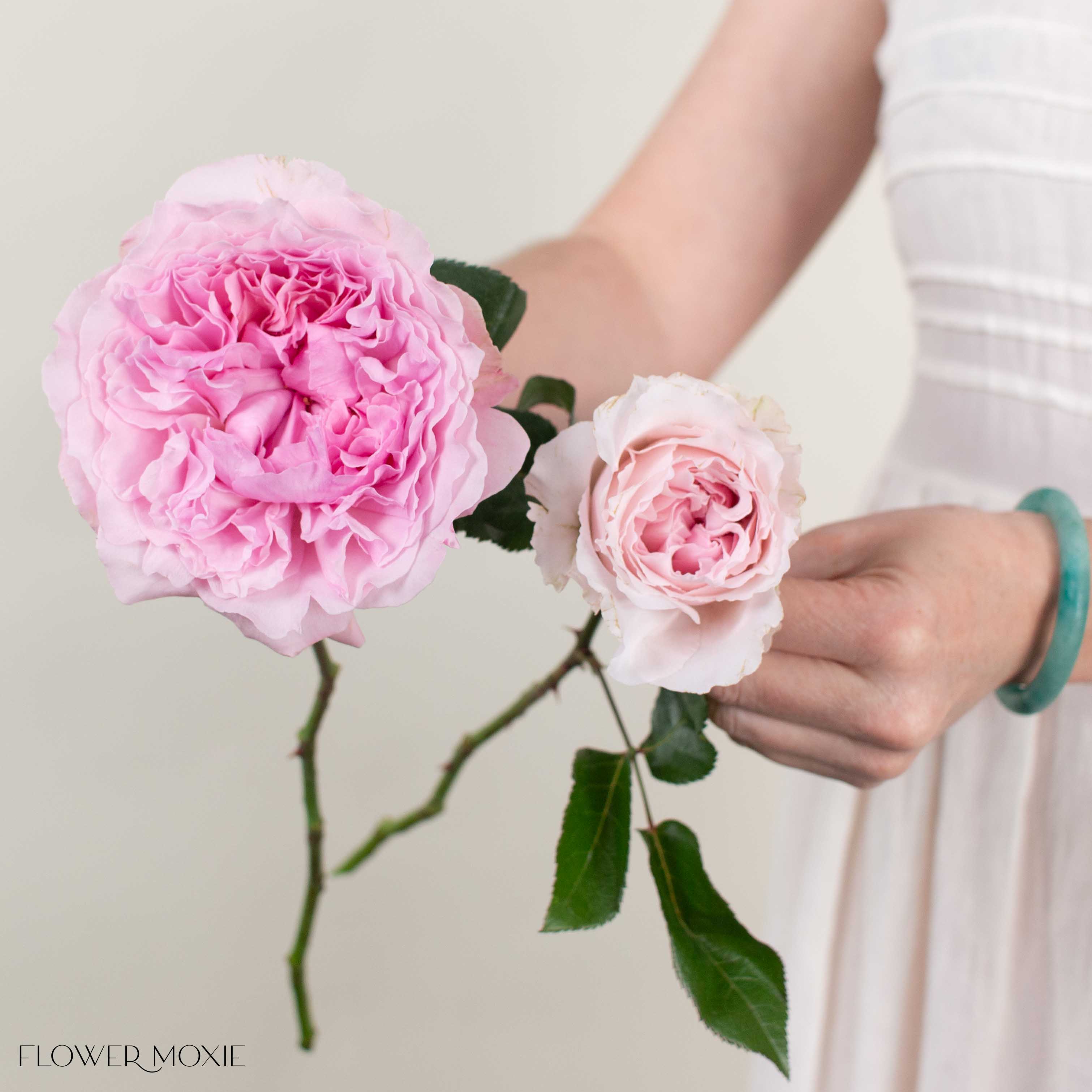 Soft Pink Miranda David Austin Garden Rose