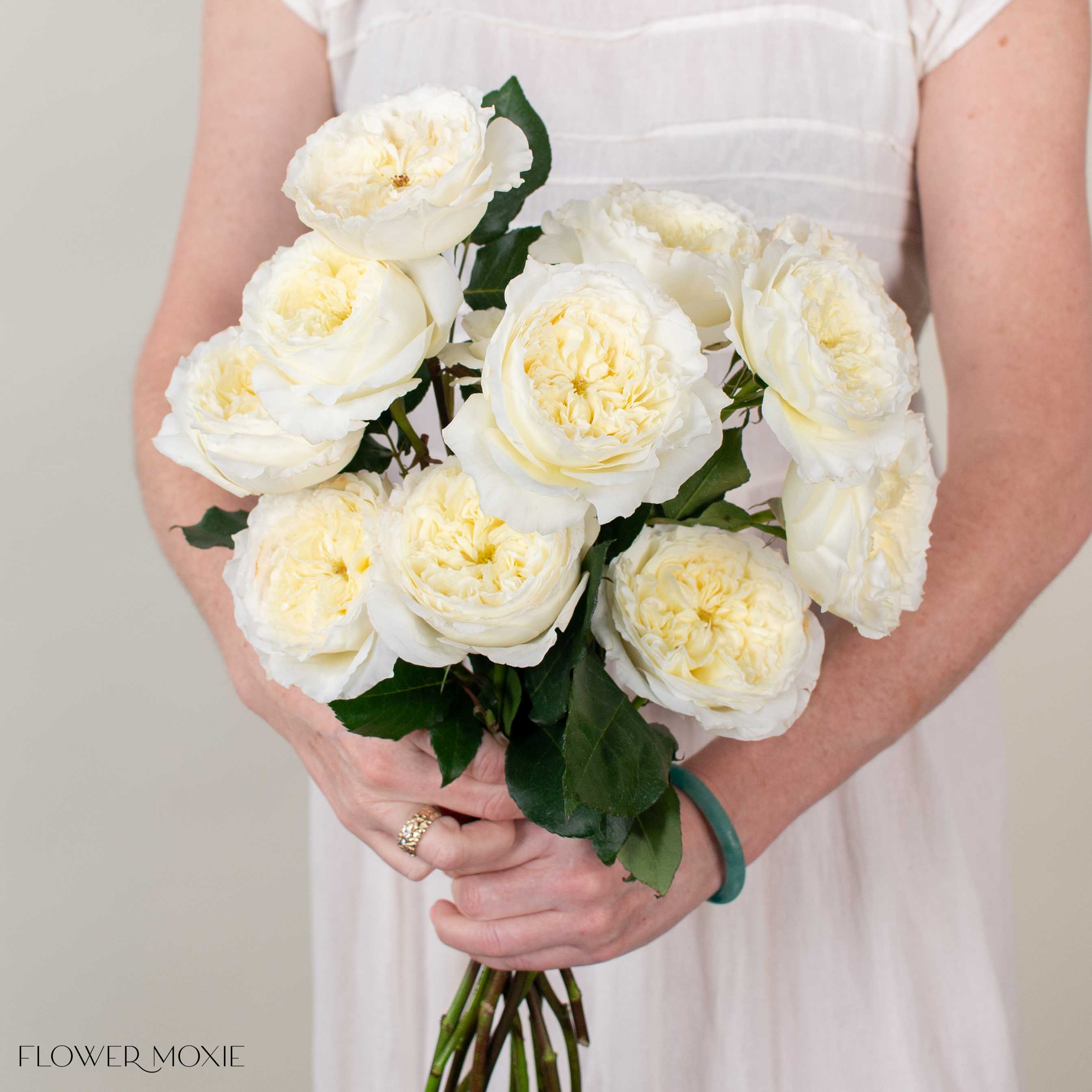 Ivory Patience David Austin Garden Rose | DIY Wedding Flowers
