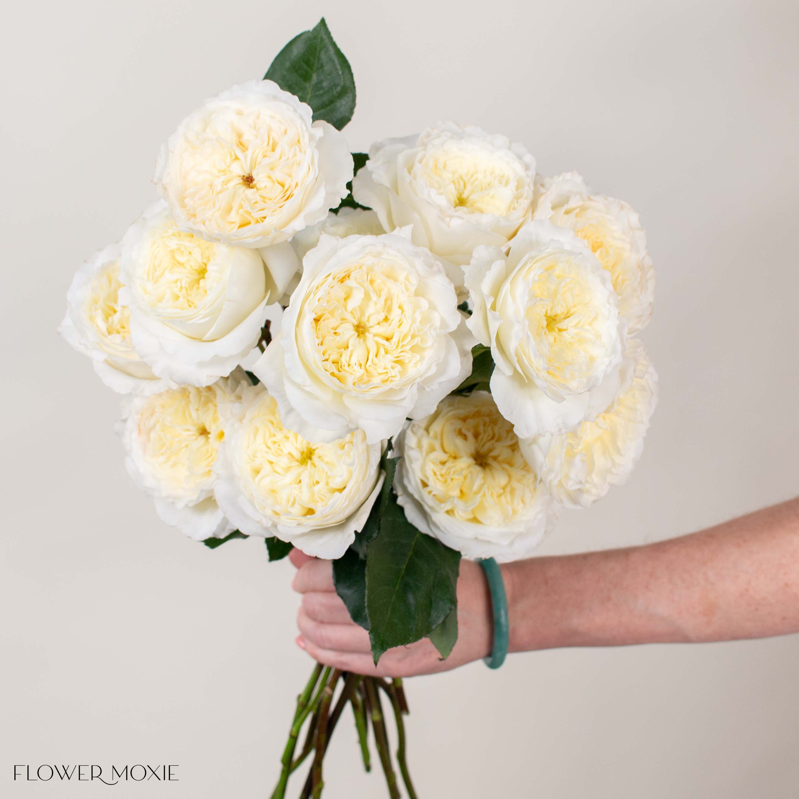 Ivory Patience David Austin Garden Rose
