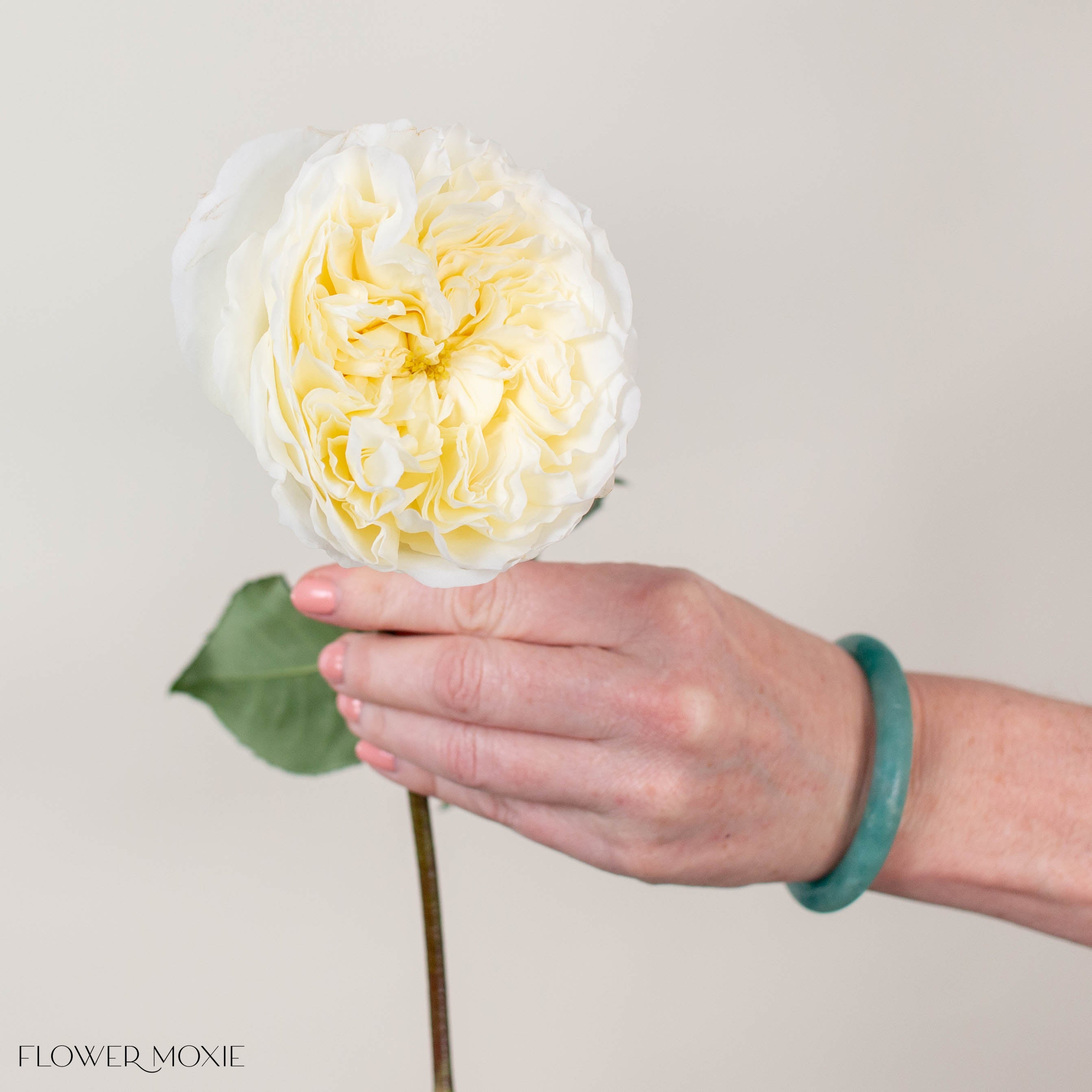 Ivory Patience David Austin Garden Rose

