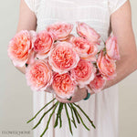 Soft Coral Phoebe David Austin Garden Rose
