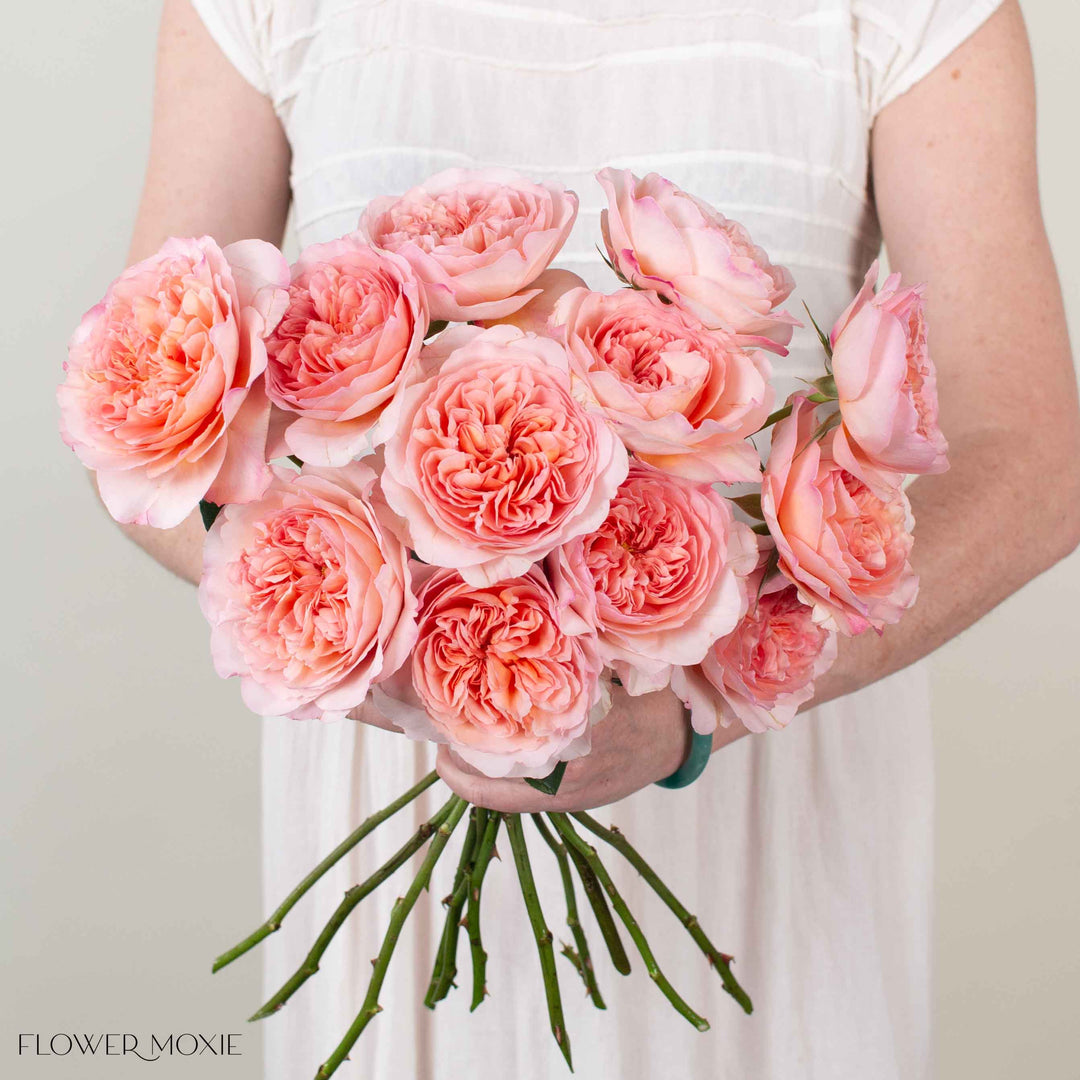 Soft Coral Phoebe David Austin Garden Rose | DIY Wedding Flowers | Flower Moxie 12 Stems