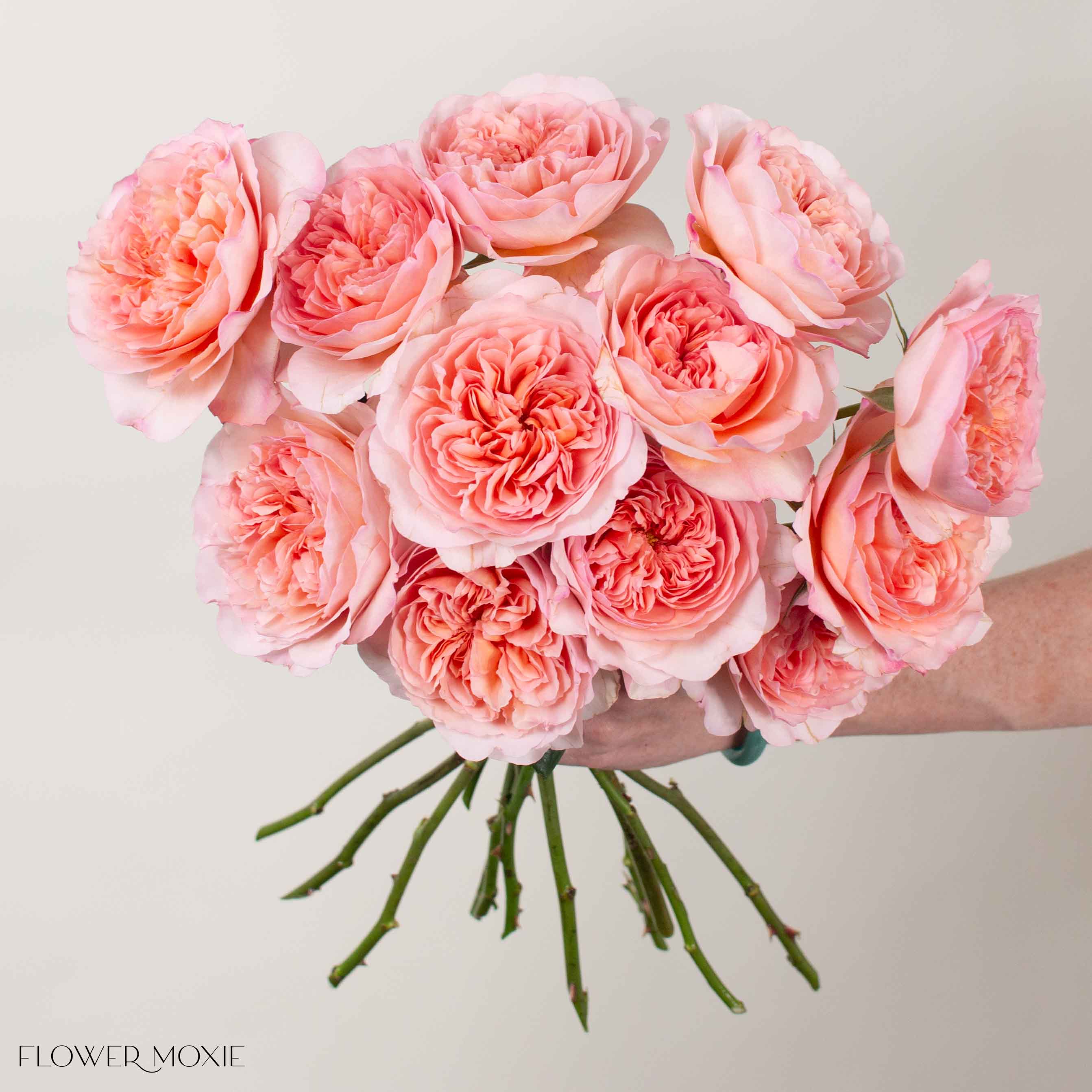 Soft Coral Phoebe David Austin Garden Rose
