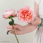 Soft Coral Phoebe David Austin Garden Rose
