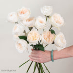 Creamy Blush Purity Garden Rose