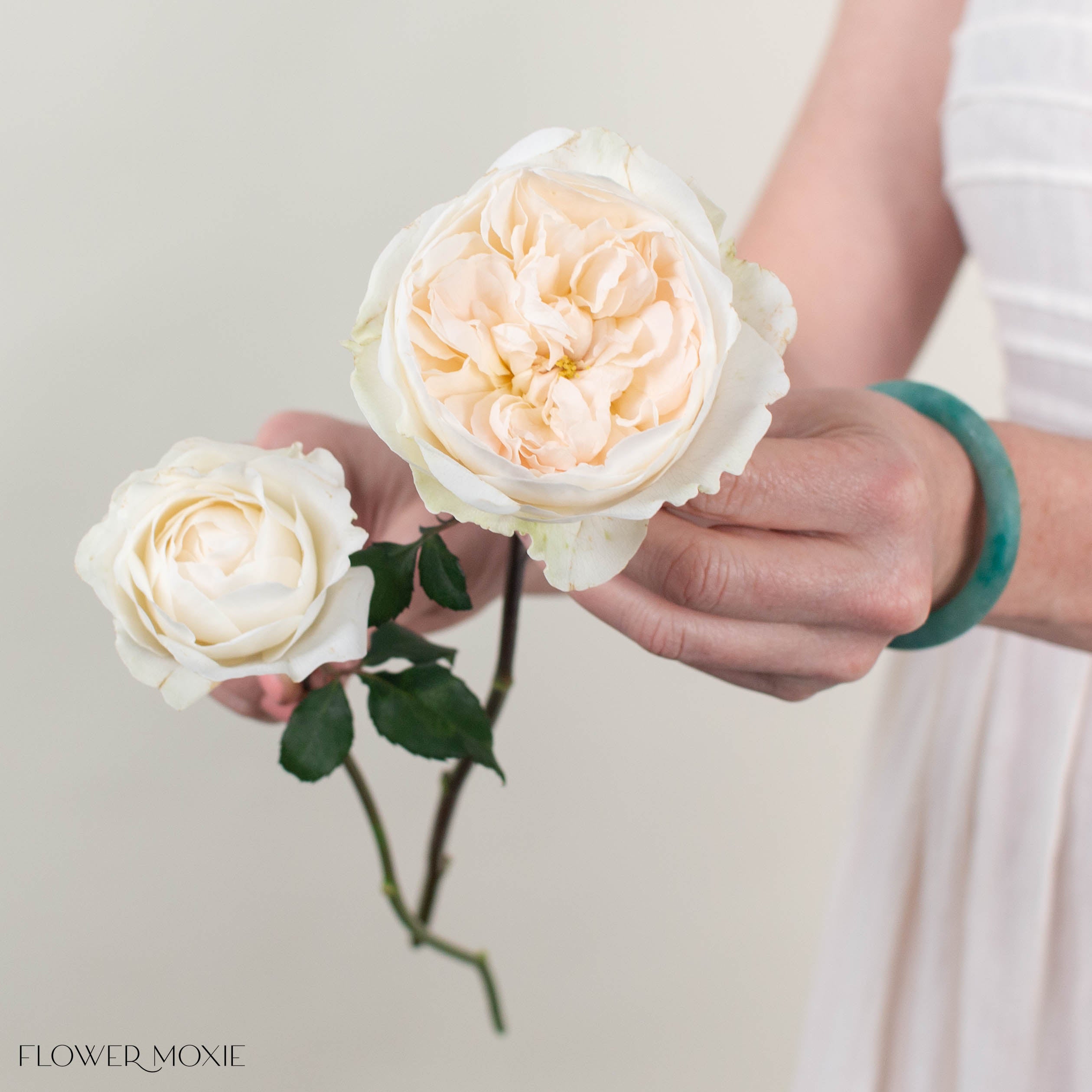 Creamy Blush Purity Garden Rose