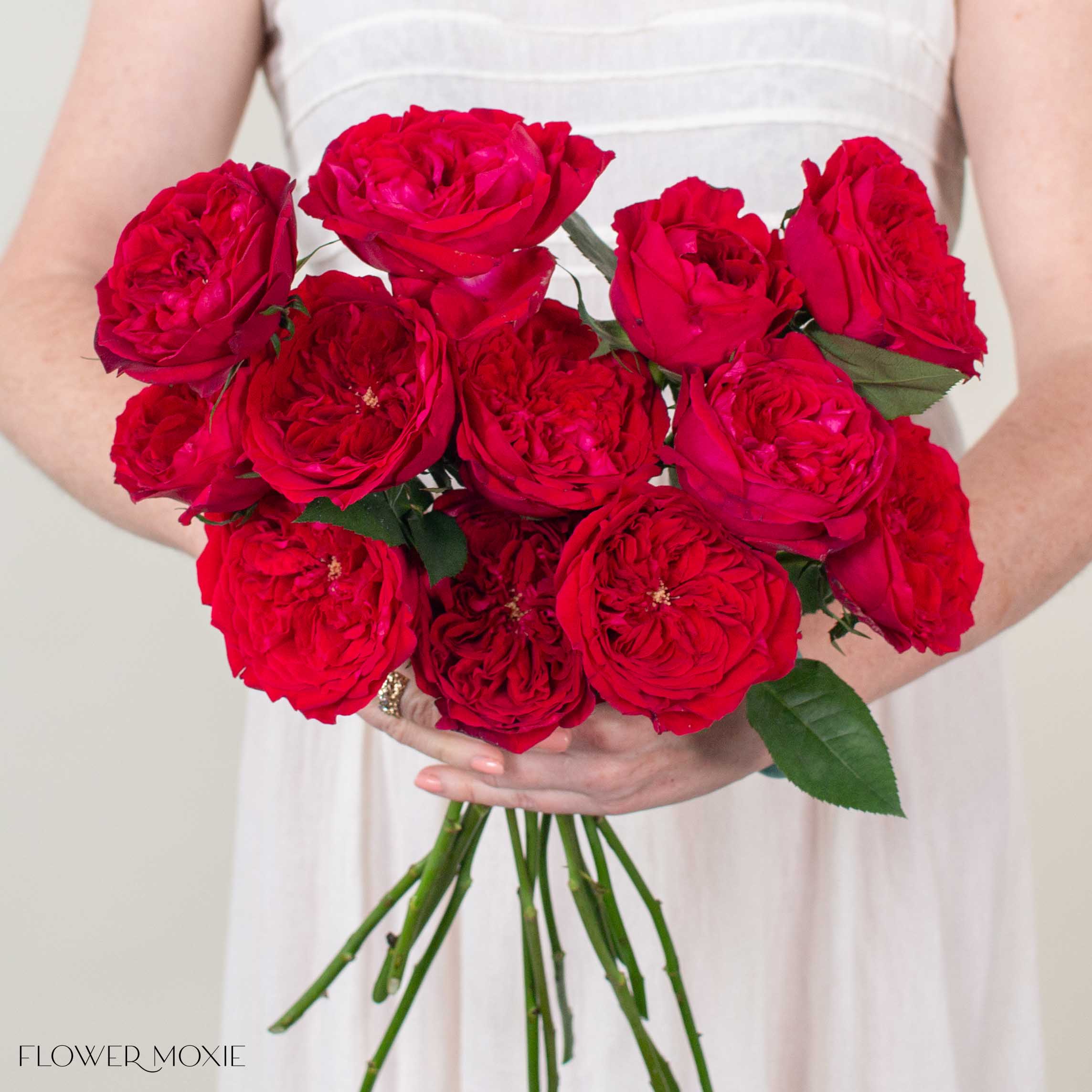 Deep Red Tess David Austin Garden Rose
